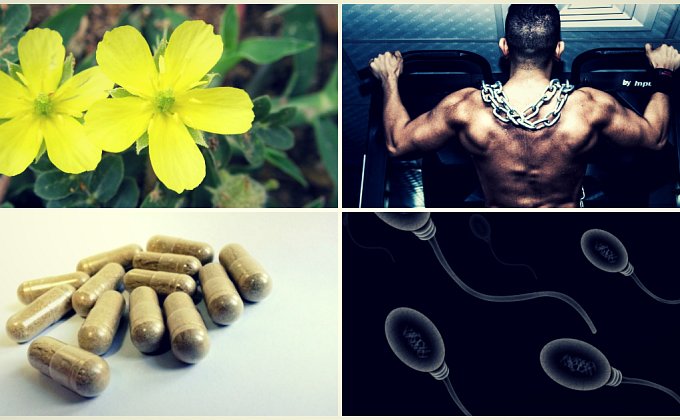 Co je Tribulus terrestris