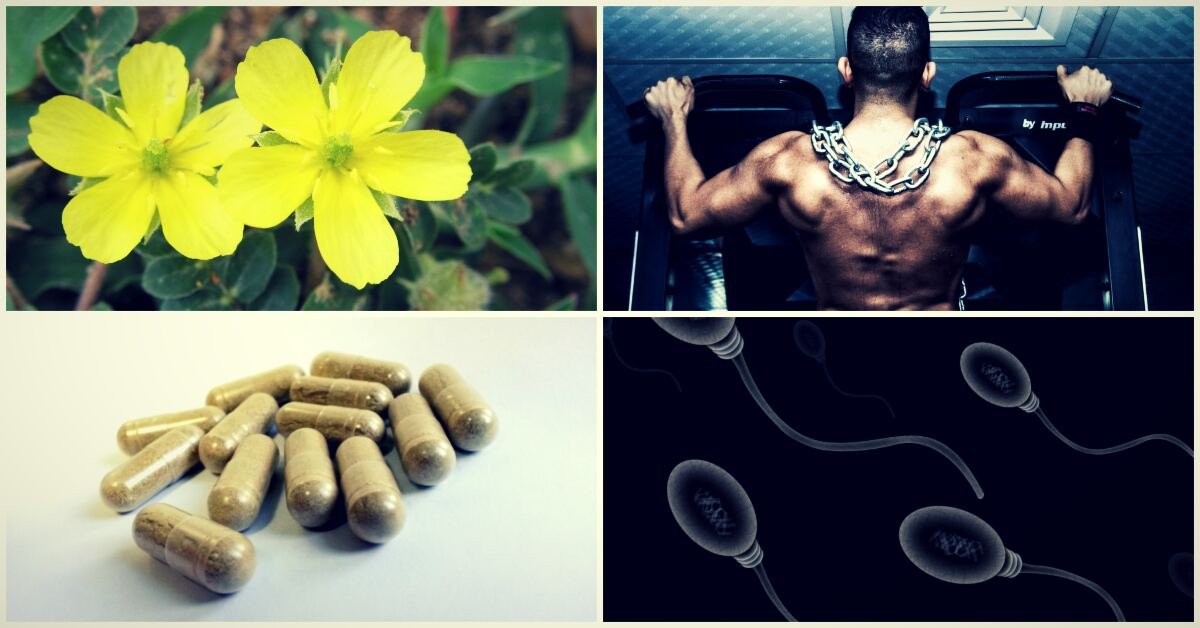 Co je Tribulus terrestris