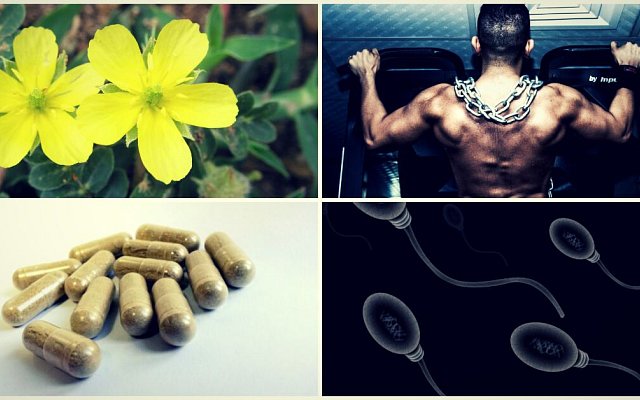 Co je Tribulus terrestris